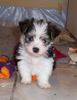 Bichon/Yorkie Hund