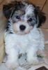 Bichon/Yorkie Hund