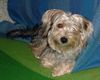 Bichon/Yorkie Hund