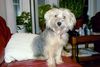 Bichon/Yorkie Hund