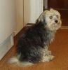 Bichon/Yorkie Hund