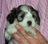 Bichon/Yorkie Hund