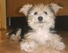 Bichon/Yorkie Hund