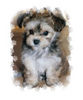 Bichon/Yorkie Hund