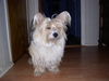 Bichon/Yorkie Hund