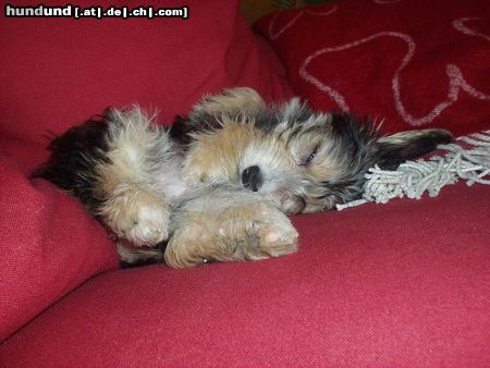 Bichon/Yorkie Mine Bichon/Yorkie Kassandra/Tyra sleeping in the sofa