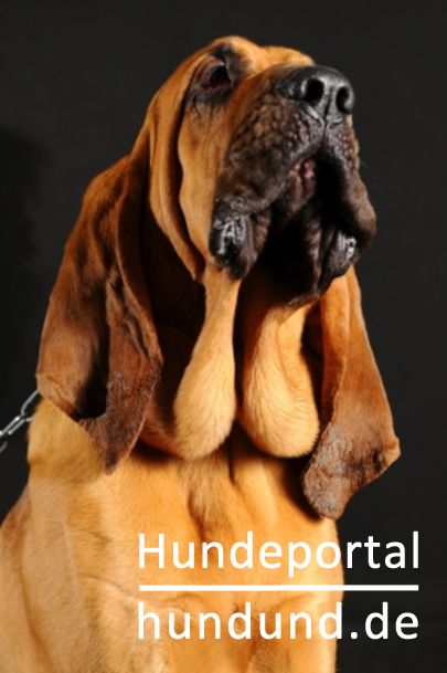 Bloodhound, Bluthund, Sankt-Hubertus-Hund, Saint-Hubert Foto 44833 - hundund.de