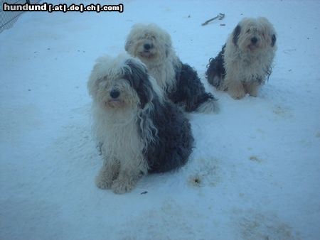 Bobtail 3Bobis im Schnee