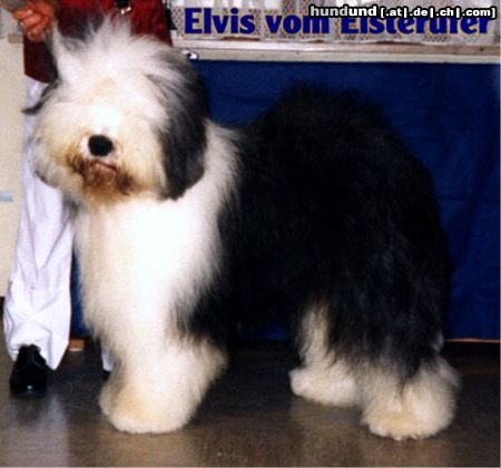 Bobtail Elvis v.Elsterufer