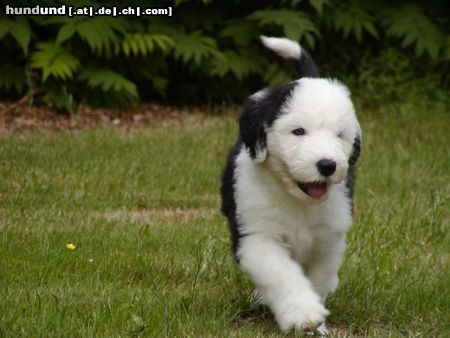 Bobtail auf Entdeckung