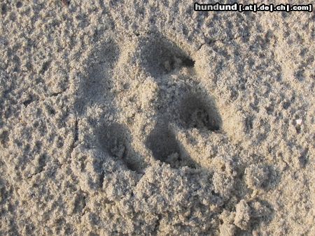 Bobtail ...Hardys Bobtail-Spur im Sand