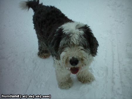 Bobtail Bobby 12 Jahre, auch alte Herrn sind schön