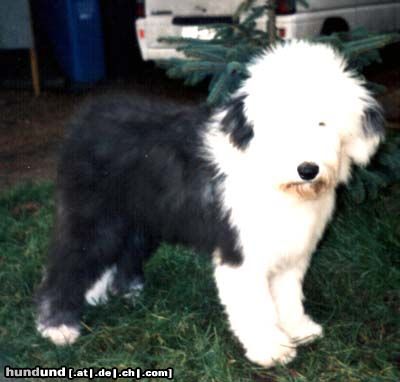 Bobtail Liesa im Alter von16 Wochen