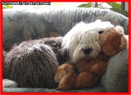 Bobtail Schmusen mit Teddy