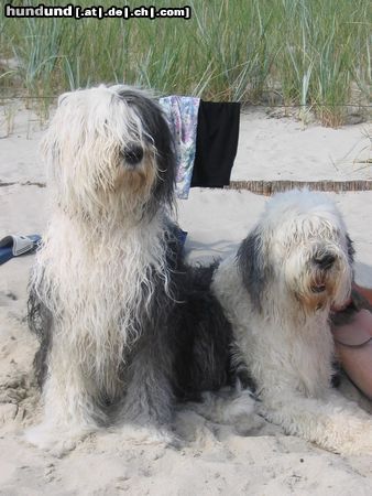 Bobtail Ostsee-Urlaub 2003