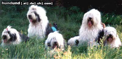 Bobtail Bobbifamilie