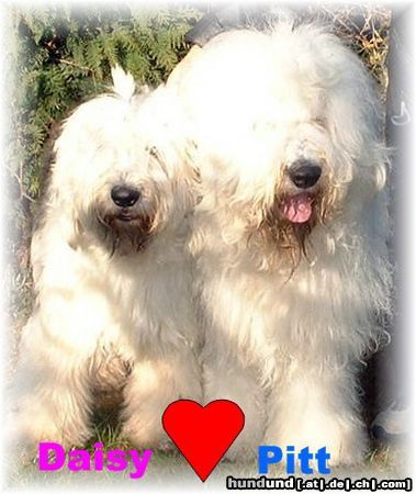 Bobtail Daisy und Pitt haben geheiratet