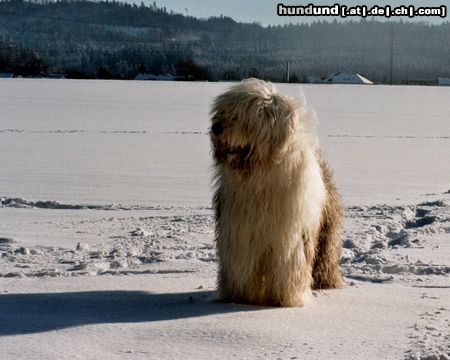 Bobtail dino im schnee