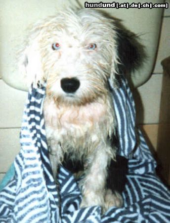 Bobtail Freddy nach dem baden