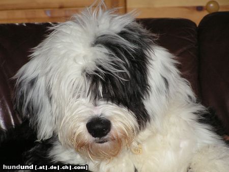 Bobtail Dafni aus Grichenland 5Monate