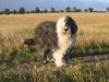 Bobtail Hund