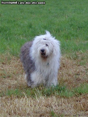 Bobtail vom Winde verweht