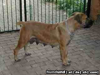 Boerboel Liza