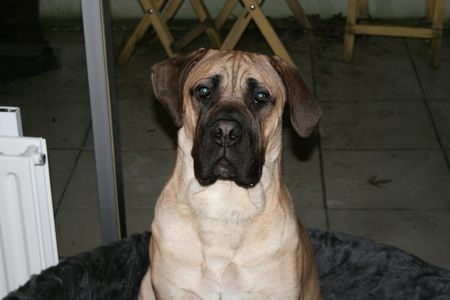 Boerboel M&M Dakar