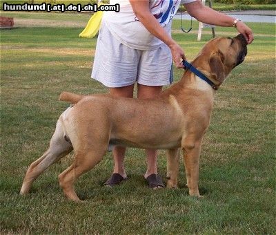 Boerboel Lexus