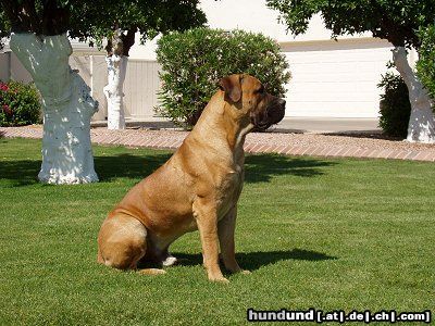 Boerboel Lexus 2