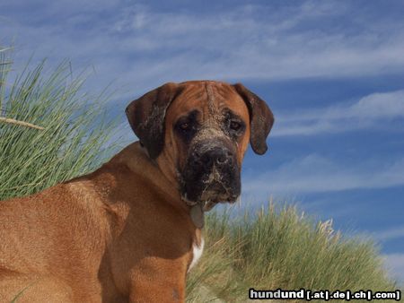 Boerboel M&M Piet