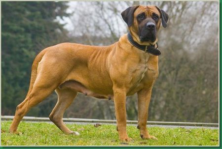 Boerboel Dara