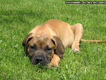 Boerboel 14 Wochen alt