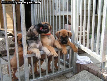 Boerboel puppys von aldo und tessa