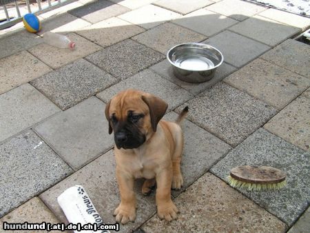 Boerboel puppys von aldo und tessa