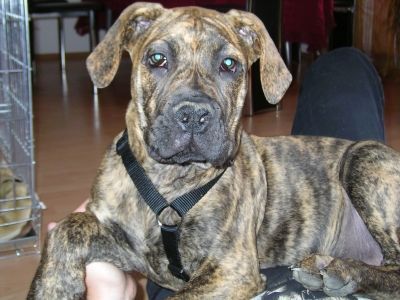 Boerboel Anasha Freya mit 16 Wochen