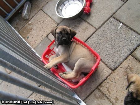 Boerboel puppys von aldo und tessa