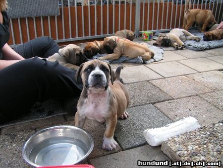 Boerboel puppys von aldo und tessa