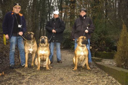 Boerboel M&M Bibi, M&M akilah und aldo