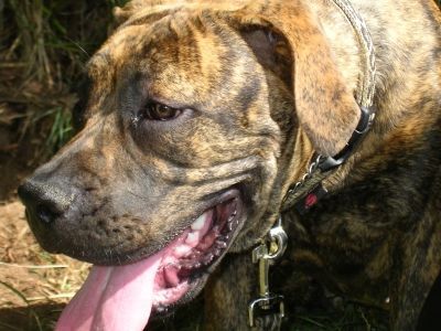 Boerboel Anasha Freya 6 Monate