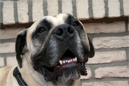 Boerboel Sugar - Impala Felicitas 2 Jahre