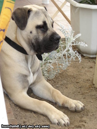 Boerboel Sugar F. Impala 1 Jahr alt