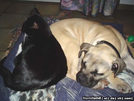 Boerboel Sugar, 14 Wochen mit Kater