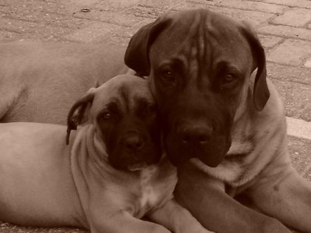 Boerboel m&m Troy und m&m Noa