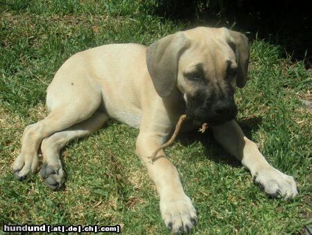 Boerboel Grappa, 11 Wochen