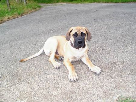 Boerboel Elliot, 19 Wochen