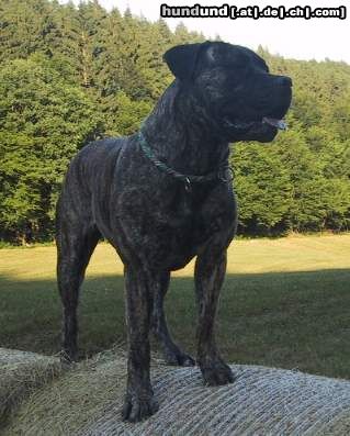 Boerboel Anasha Gunny