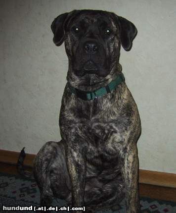 Boerboel Anasha Gunny