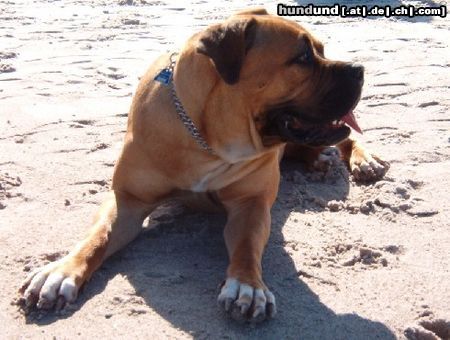 Boerboel