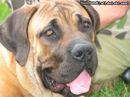 Boerboel M&M Boef